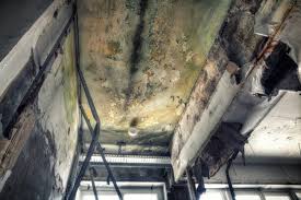 Environmental Consulting for Mold Prevention in Olton, TX